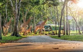 Khám phá thế giới động vật bán hoang dã tại Vin Safari, Vinhomes Green Paradise.