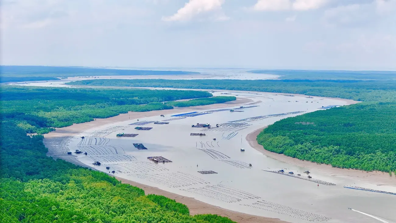Khung cảnh xanh mát, nguyên sơ của rừng ngập mặn Cần Giờ trên hành trình đến Vinhomes Green Paradise.