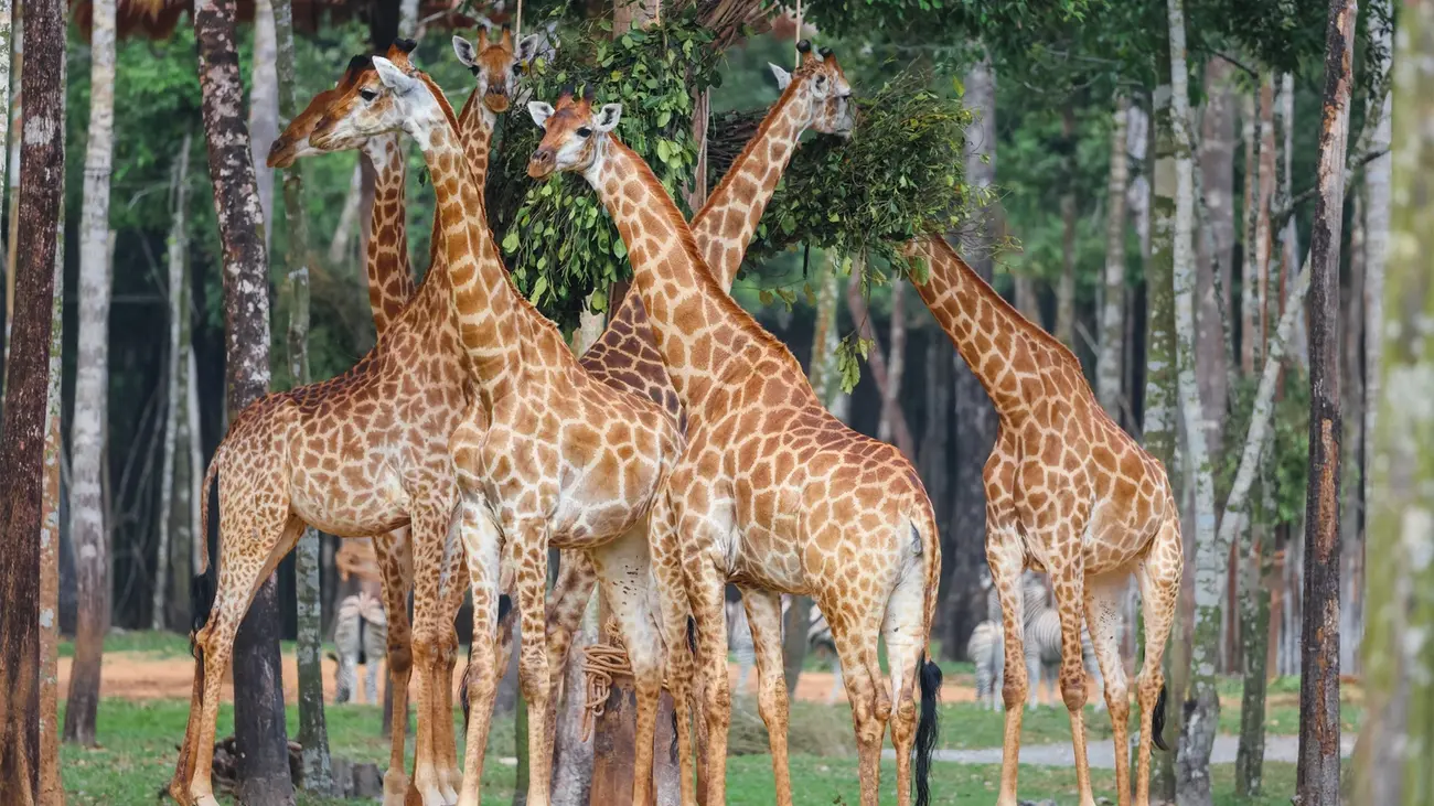 Thế giới động vật bán hoang dã tại Vin Safari, mang đến trải nghiệm thiên nhiên độc đáo giữa lòng thành phố.