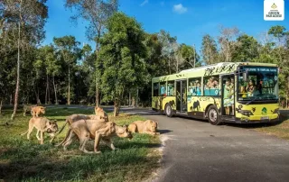 Khám phá Safari Vinhomes Green Paradise: Trải nghiệm thiên nhiên hoang dã giữa lòng Cần Giờ.