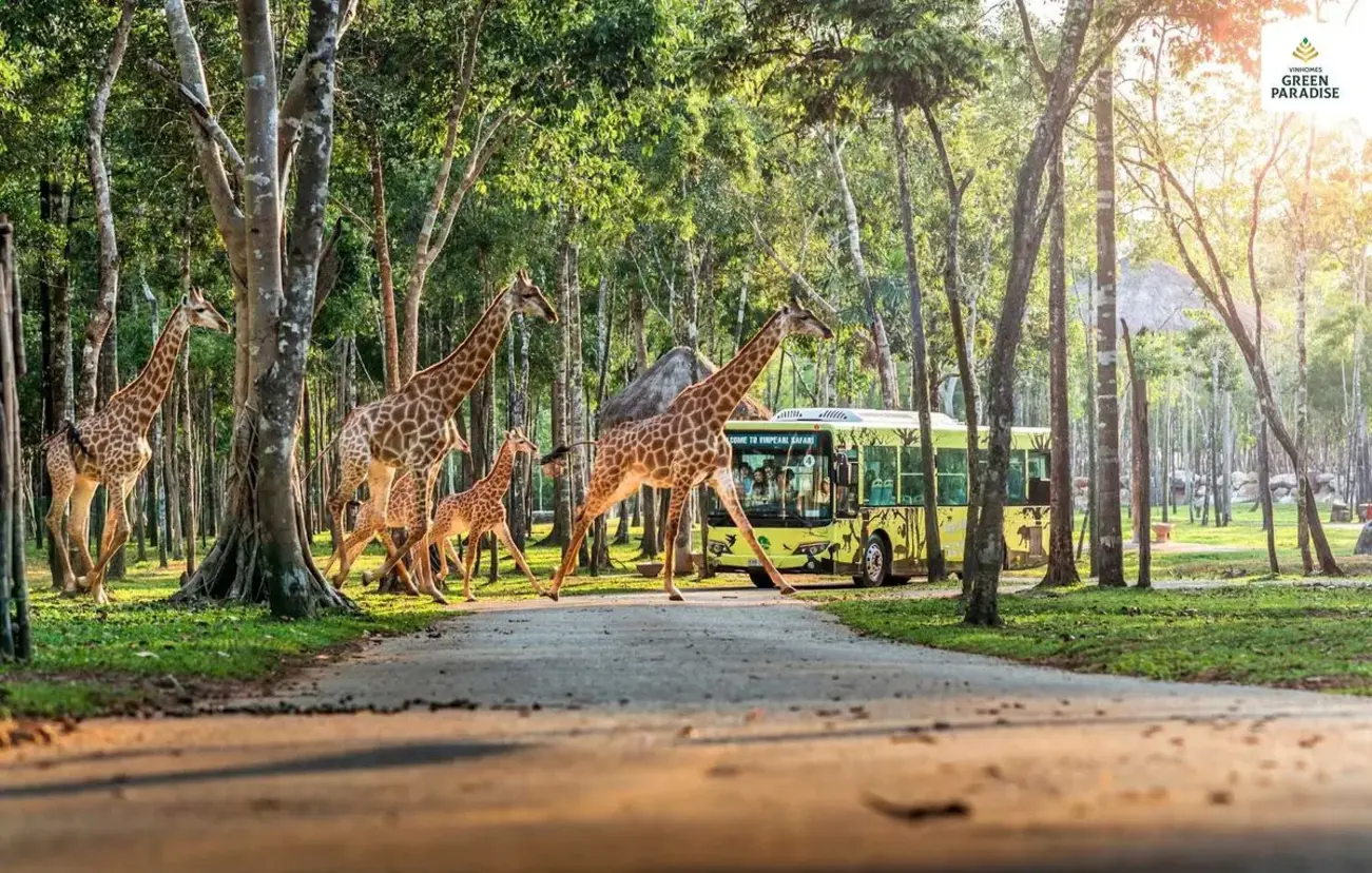 Safari Vinhomes Green Paradise mang đến trải nghiệm du lịch sinh thái độc đáo, kết hợp giữa thiên nhiên biển và rừng ngập mặn.